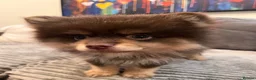Pomeranian dogs for sale: SUPER FLUFFY Pomeranians ready to leave NOW - Advert 11