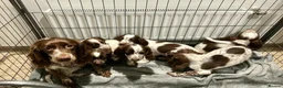 Cocker Spaniel dogs for sale: Cocker Spaniel Puppies Ready Now - Advert 4