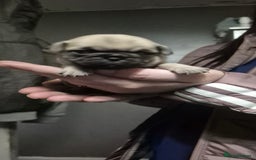 Pug dogs for sale: 4 beautiful pugs  - Image 8