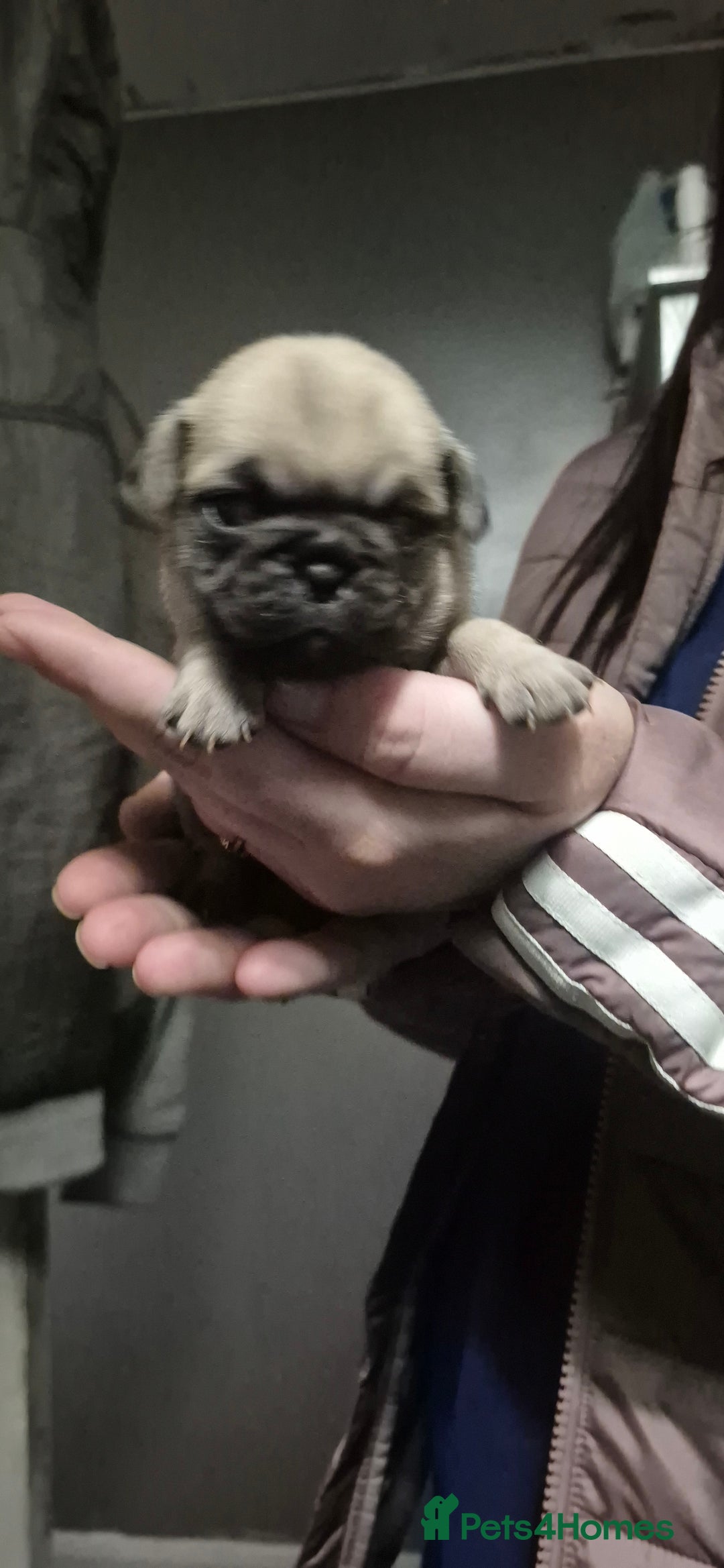 Pug dogs for sale: 4 beautiful pugs  - Image 8