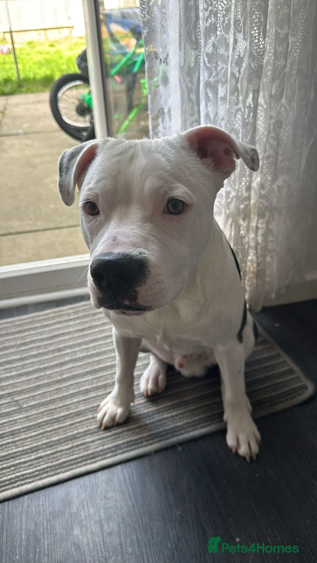 Staffordshire Bull Terrier dogs for stud: Staffordshire bull terrier  - Advert 3