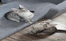 Maine Coon cats for sale: Large pedigree Tica Maine coon kittens READY  - Image 27