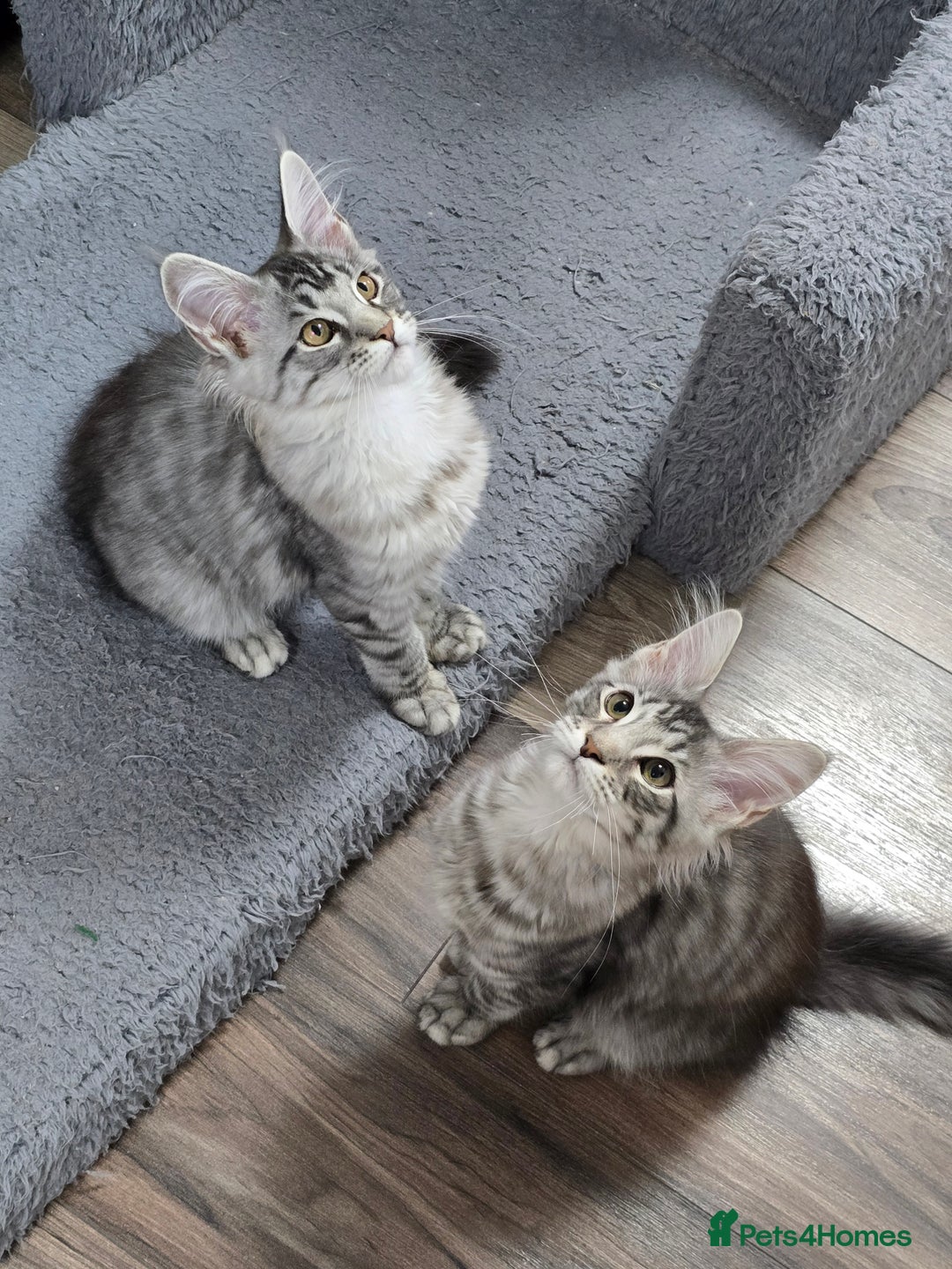 Maine Coon cats for sale: Large pedigree Tica Maine coon kittens READY  - Image 27