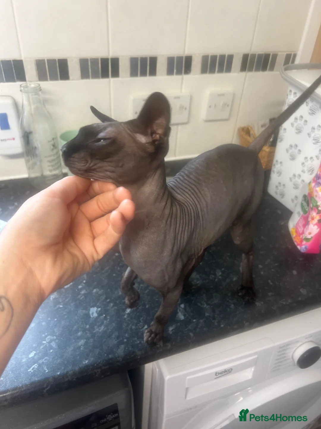 Sphynx cats for sale: Pure Canadian  - Advert 2