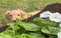 Miniature Dachshund dogs for sale: Miniature long haired cream dachshund. KC reg/PRA - Image 11