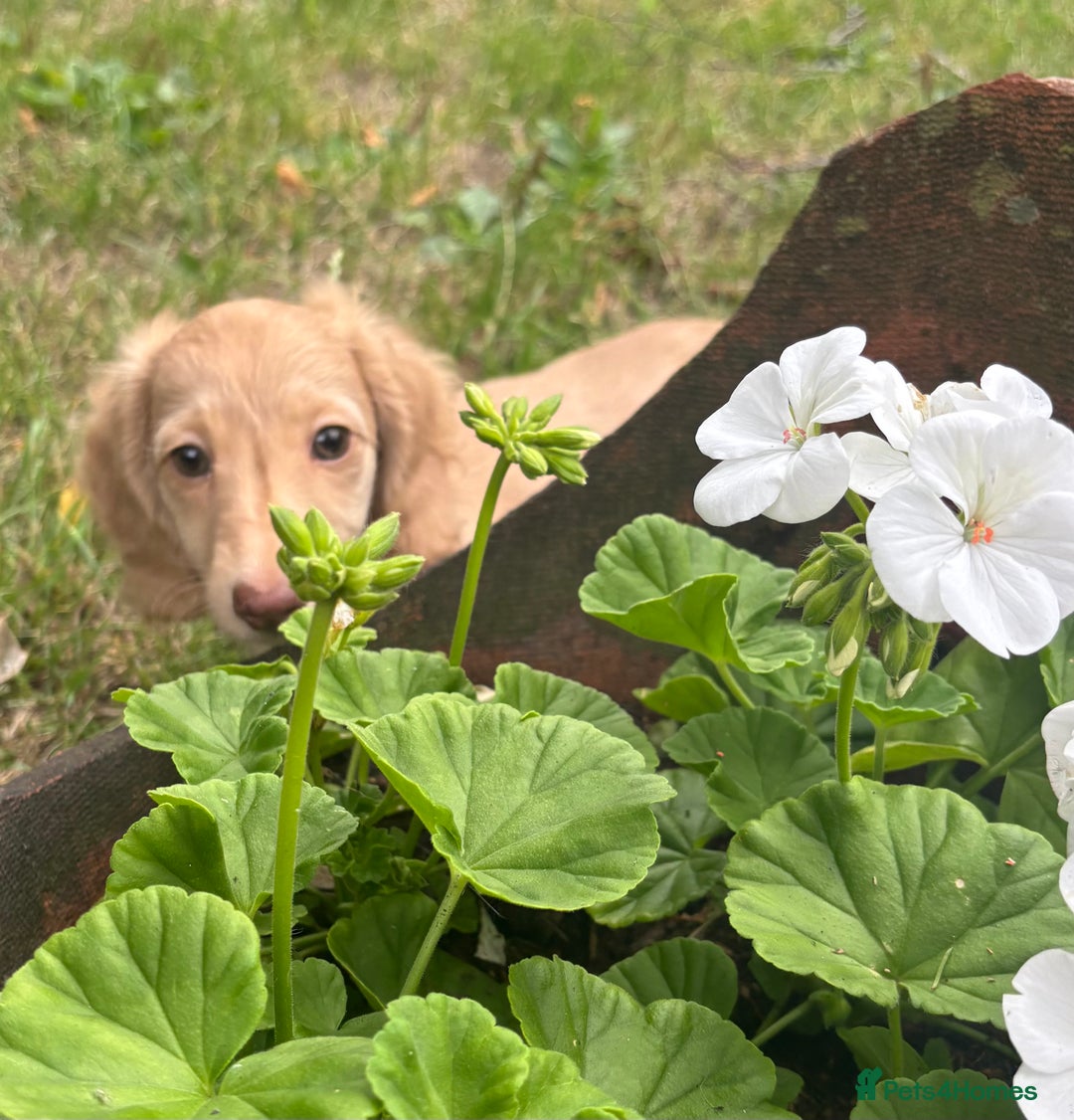 Miniature Dachshund dogs for sale: Miniature long haired cream dachshund. KC reg/PRA - Image 11