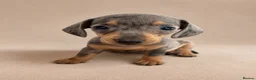 Miniature Dachshund dogs for sale: Stunning Miniature Dachshund Puppies - Advert 6