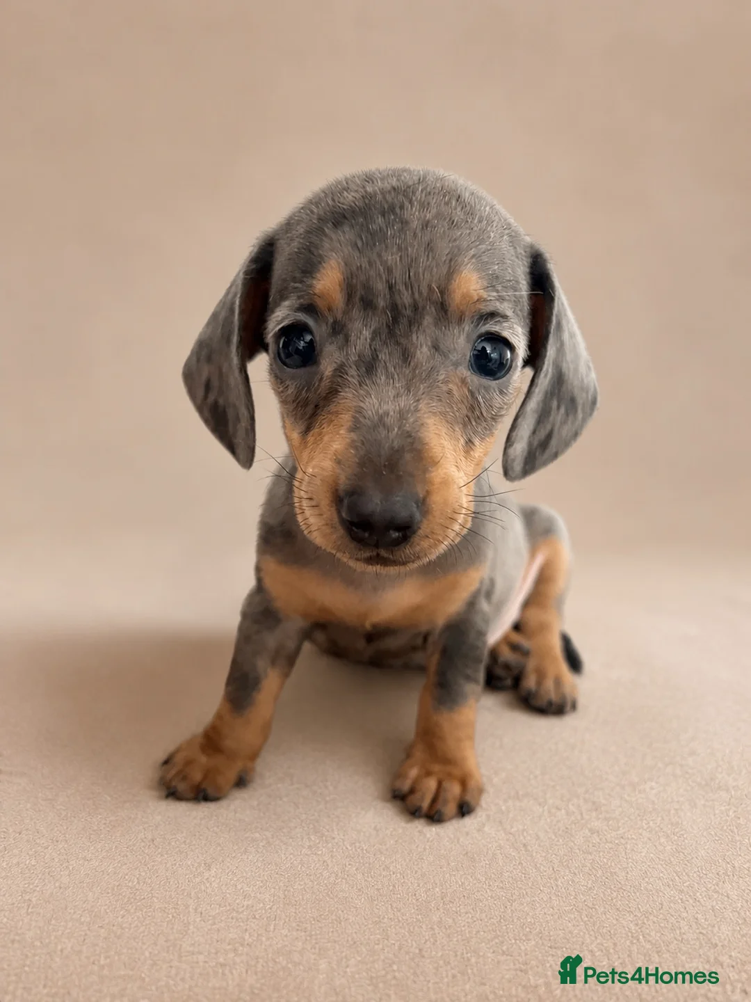 Miniature Dachshund dogs for sale: Stunning Miniature Dachshund Puppies - Advert 6