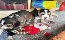 Cocker Spaniel dogs for sale: Beautiful sable puppies - Image 17