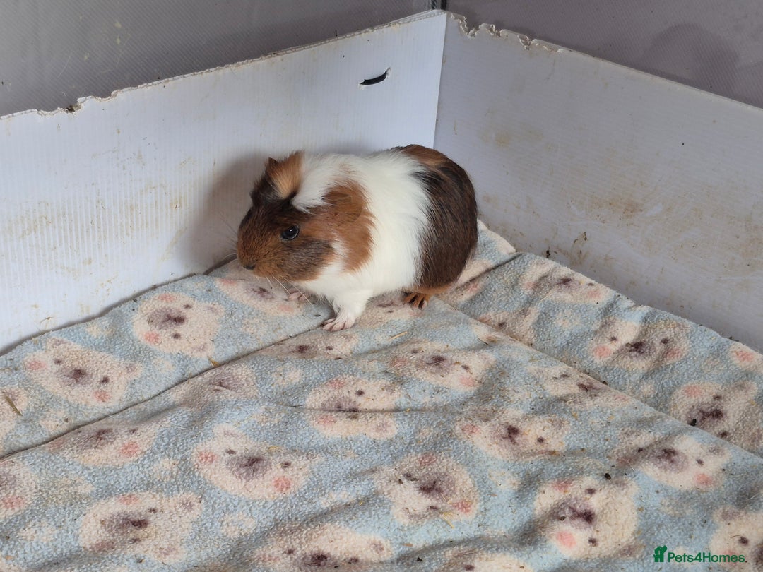 Guinea Pig rodents for sale: 2 handsome boys looking for forever home - Image 6