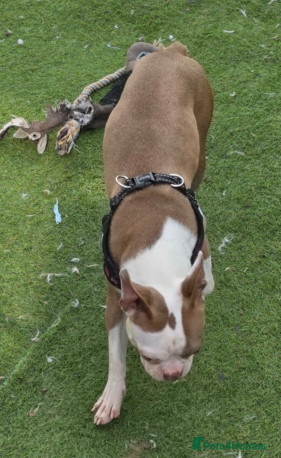 Boston Terrier dogs for sale: Boston terrier female adult - Image 3