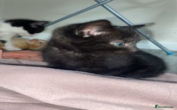 Domestic Shorthair cats for sale: 4 adorable kittens.  - Advert 7