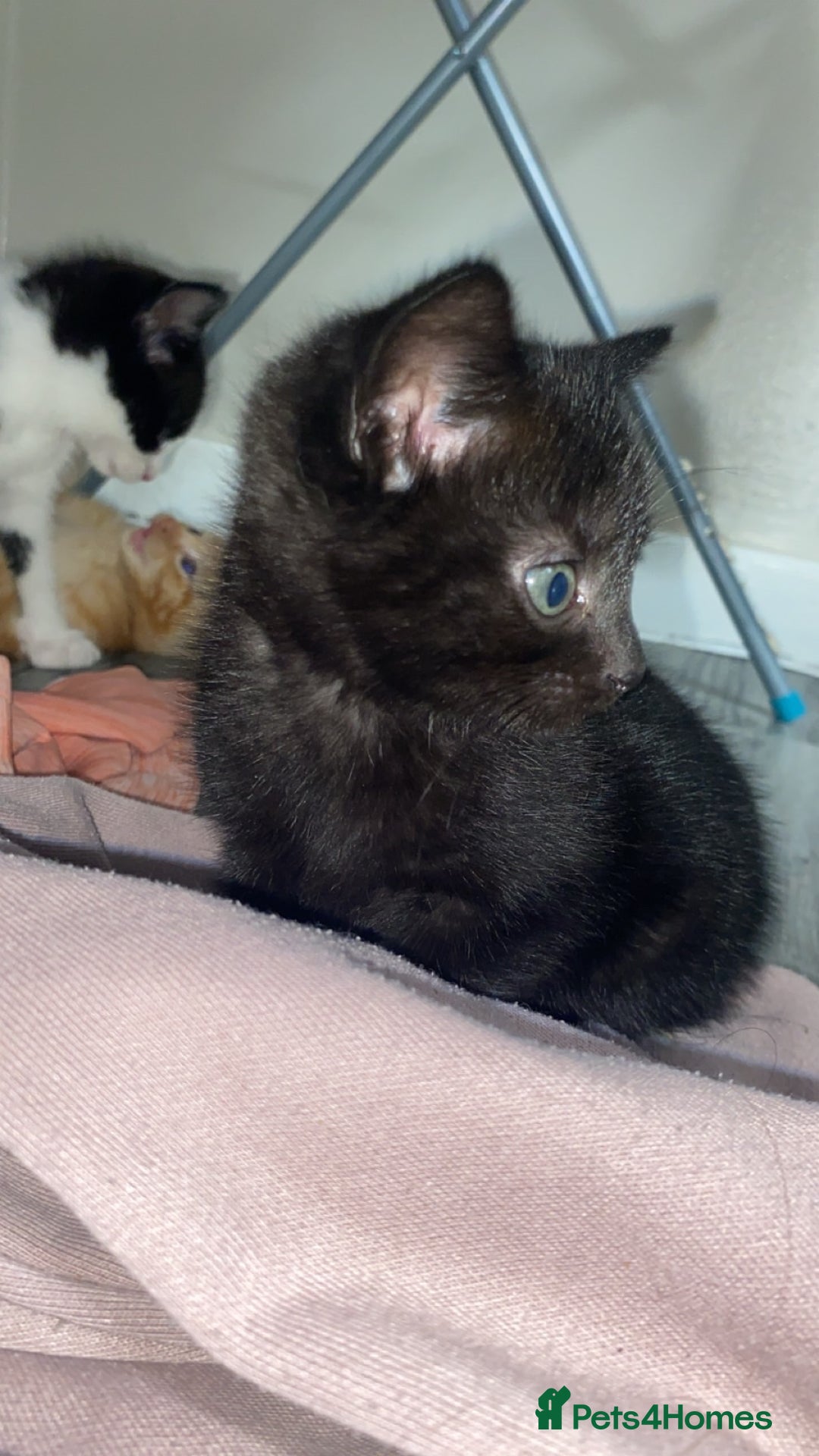Domestic Shorthair cats for sale: 4 adorable kittens.  - Advert 7