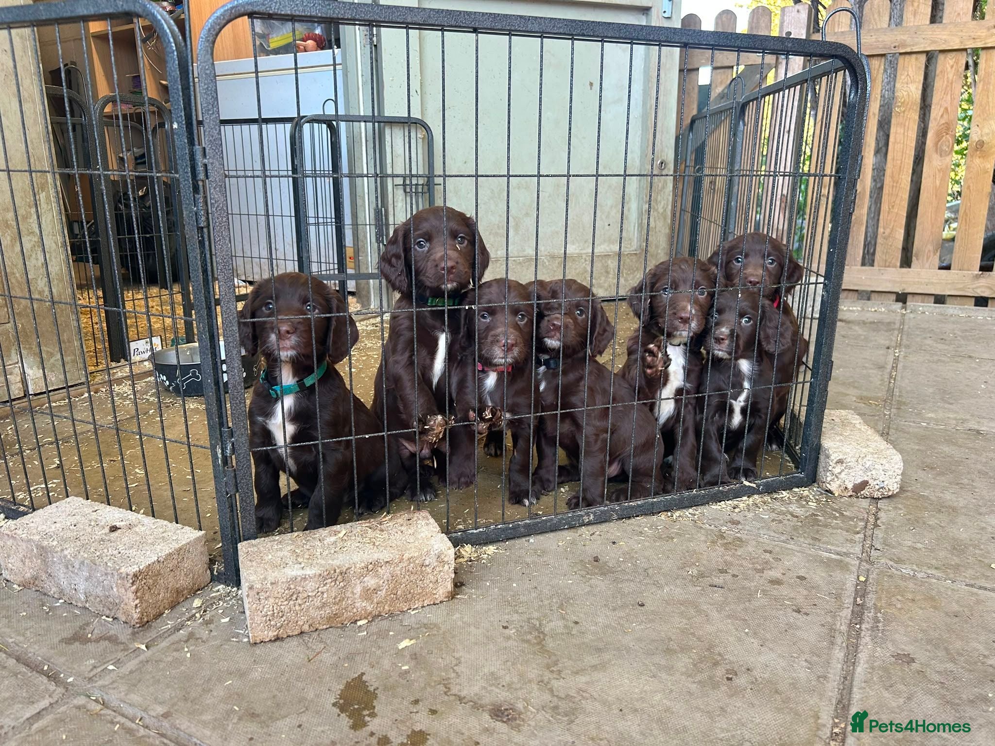 Sprocker dogs Springer x Cocker Pups  - Advert 4