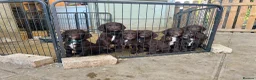 Sprocker dogs for sale: Springer x Cocker Pups  in Barnsley - Advert 1
