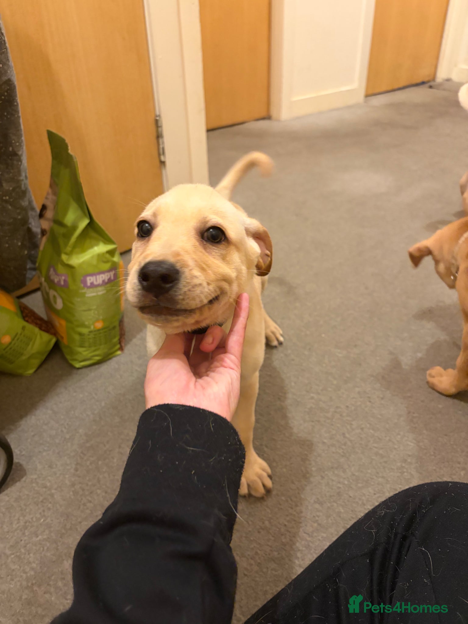 Mixed Breed dogs for sale: Puppies for sell  in Edinburgh - Advert 4