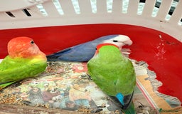 Conures birds for sale:  conures & lovebirds others - Image 7