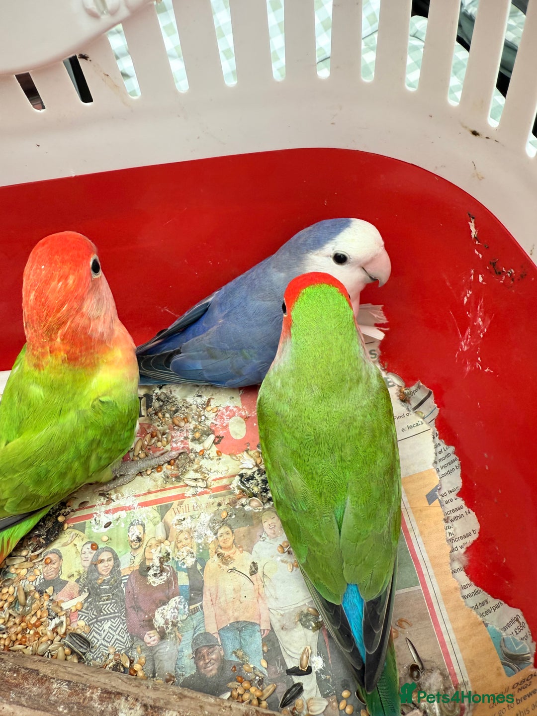 Conures birds for sale:  conures & lovebirds others - Image 7