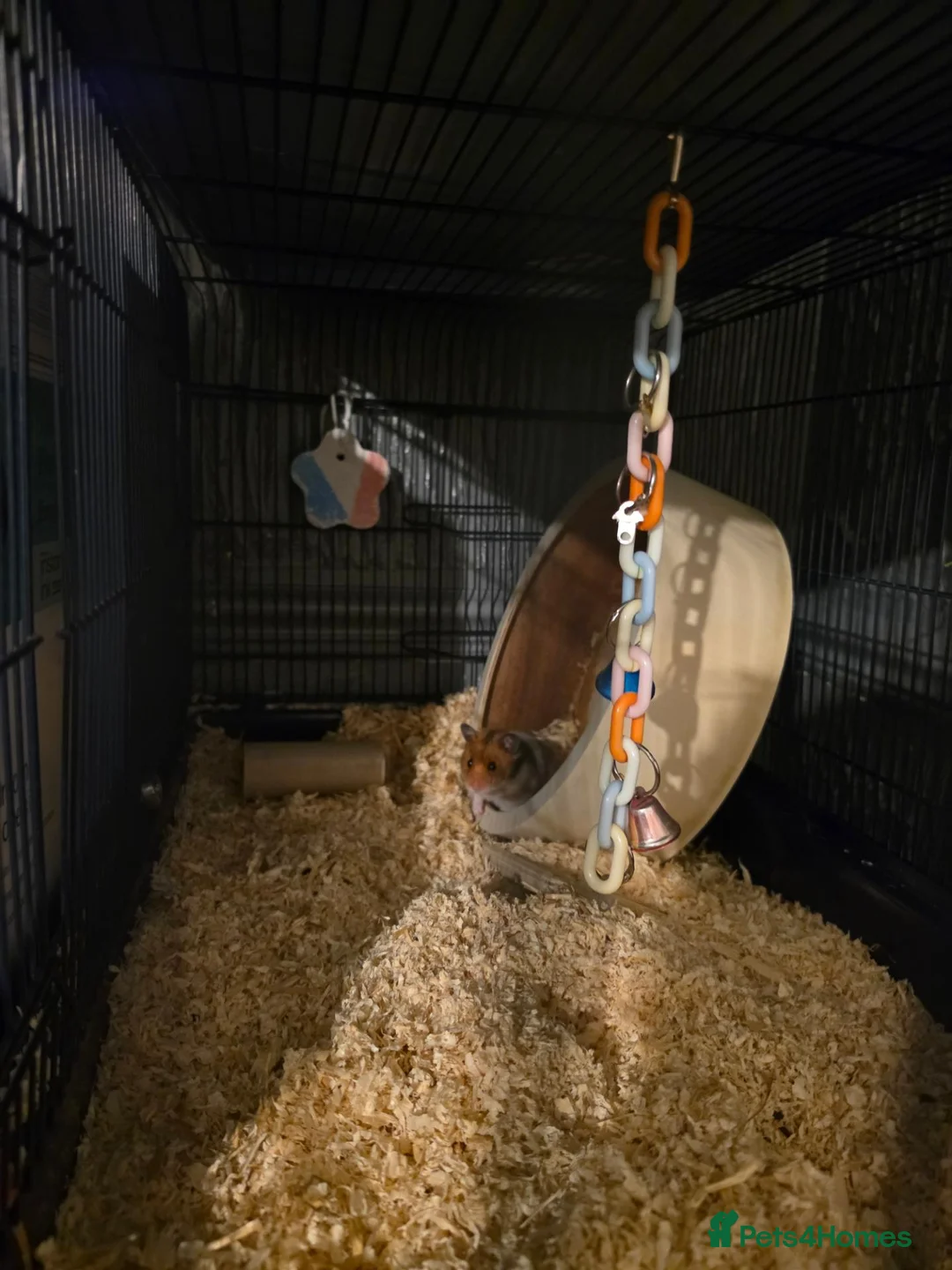 Hamster rodents for sale: Cute brown hamstee  - Advert 1