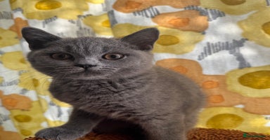 British Shorthair cats - Advert 9