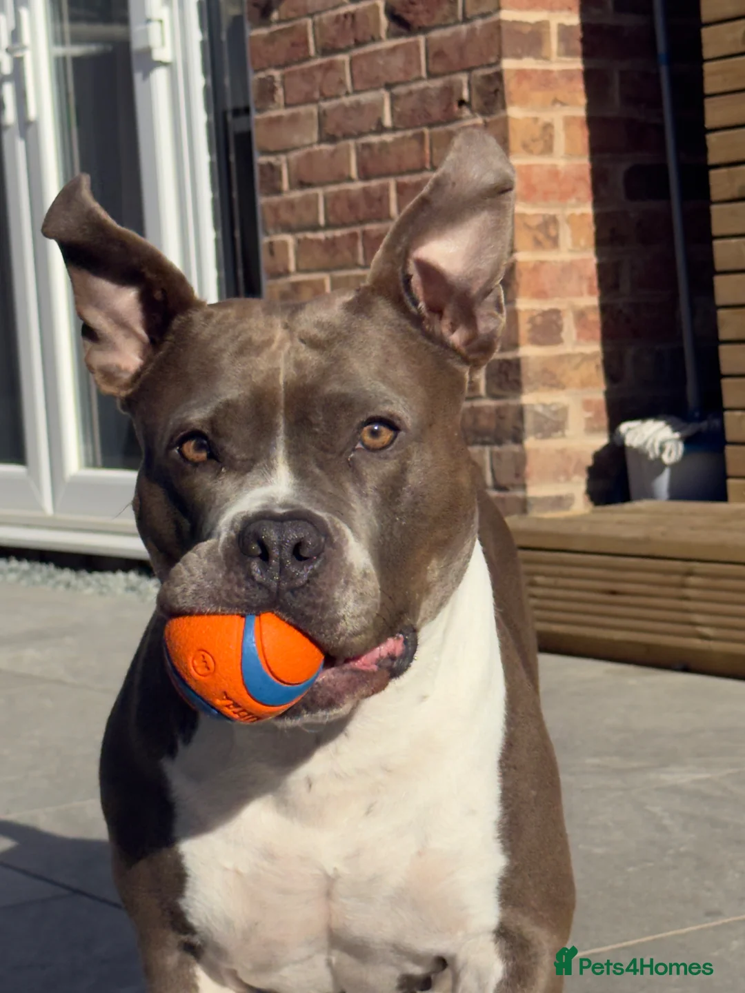 Staffordshire Bull Terrier dogs for sale: Donate Staffordshire Bull Terrier  in King's Lynn - Advert 2