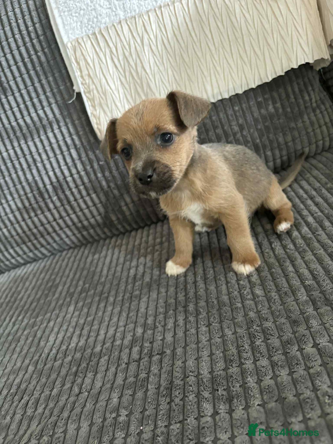 Jack Russell dogs for sale: !!READY TO GO!! Jack russle puppies - Image 1