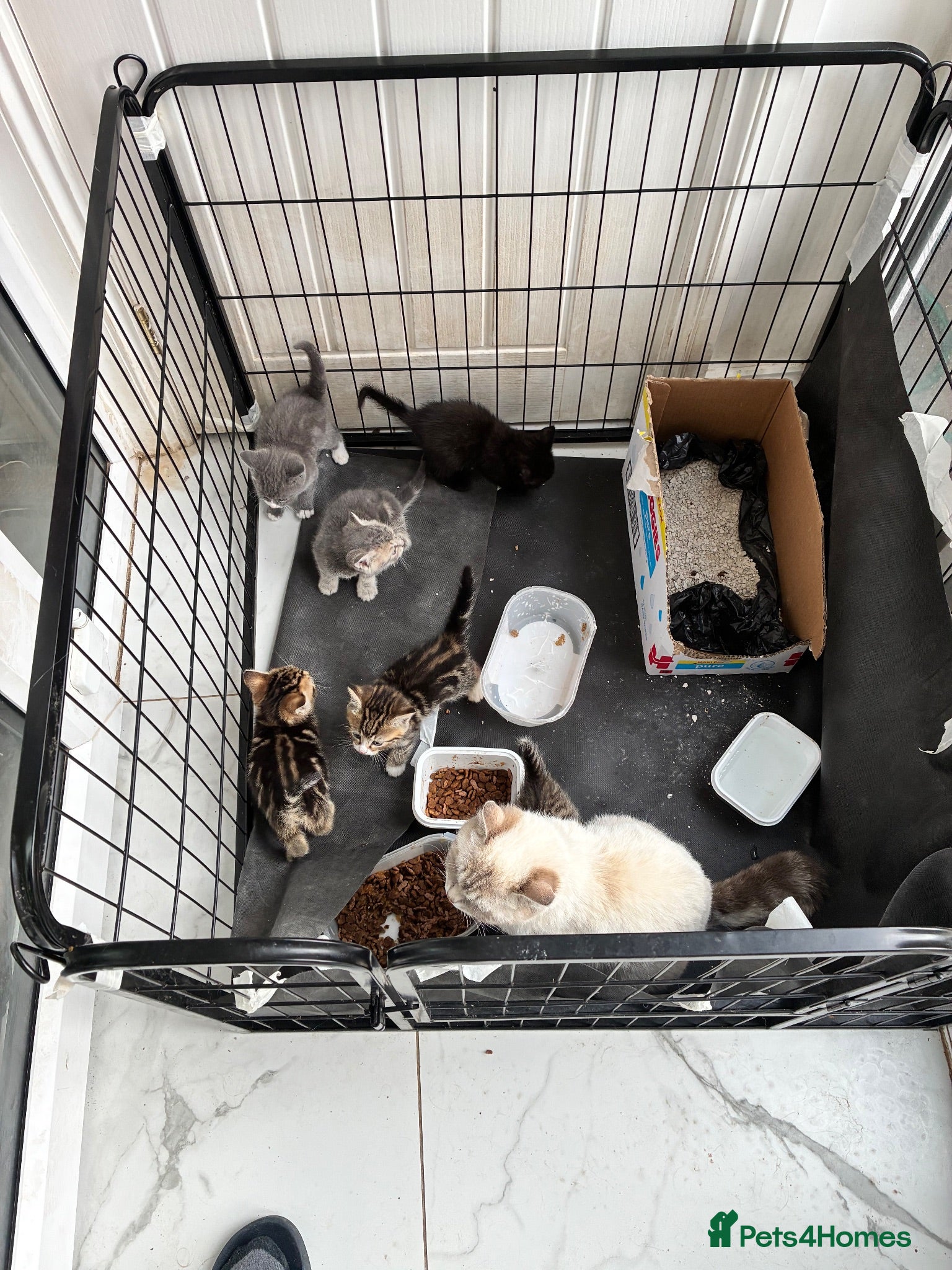 Mixed Breed cats 6 lovely kittens looking for new home - Advert 1