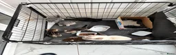 Mixed Breed cats for sale: 6 lovely kittens looking for new home - Advert 1