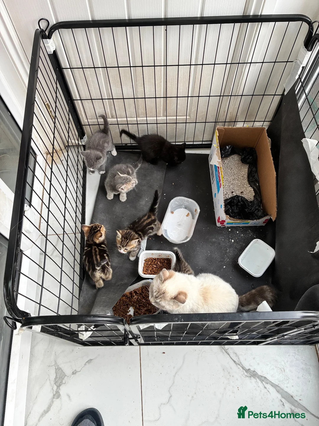 Mixed Breed cats for sale: 6 lovely kittens looking for new home - Advert 1