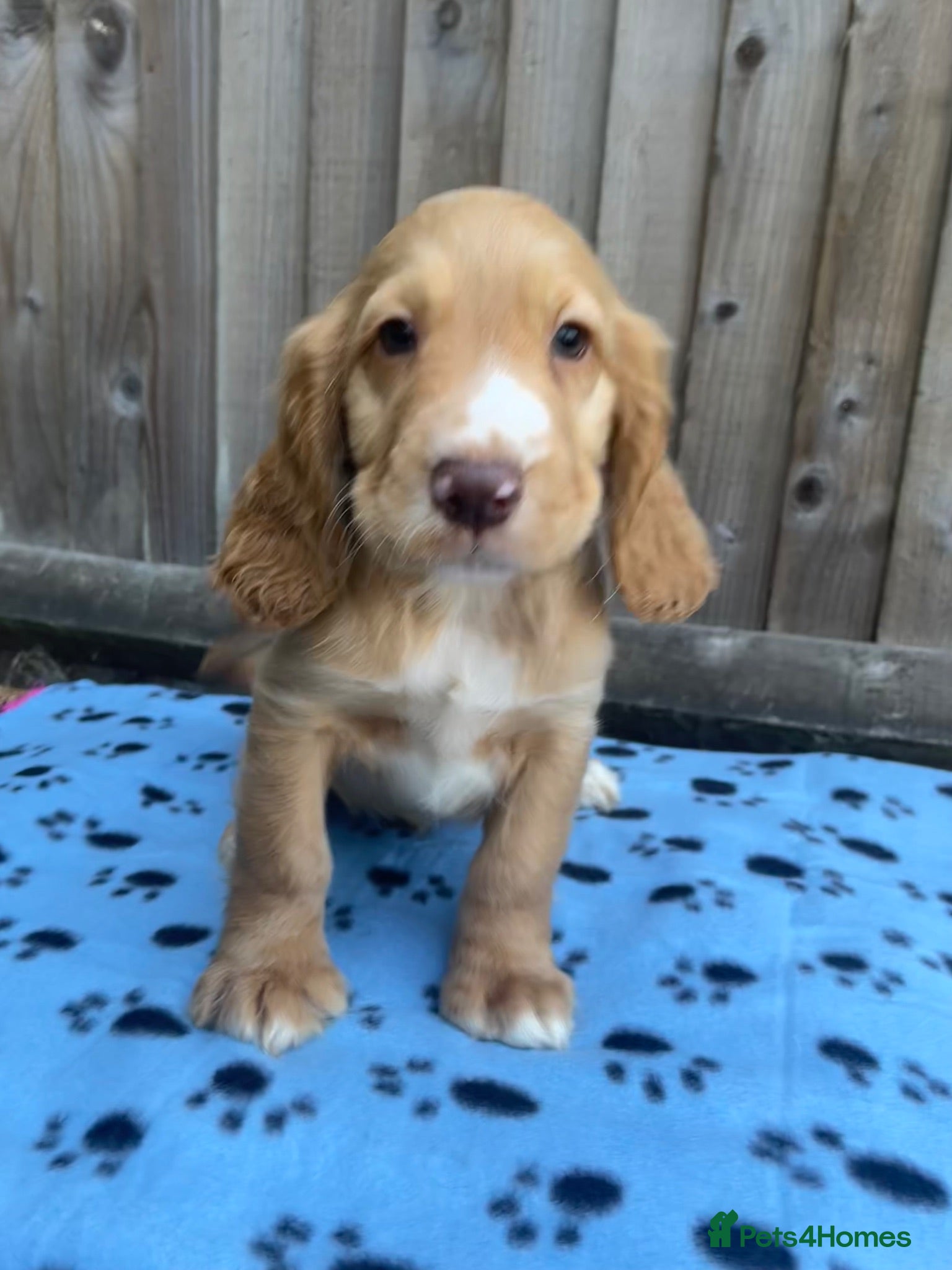 Cocker Spaniel dogs Cocker spaniel puppies  - Advert 8