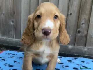 Cocker Spaniel dogs Cocker spaniel puppies - Advert 8