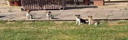 Jack Russell dogs for sale: Jack Russell Pups in York - Advert 1