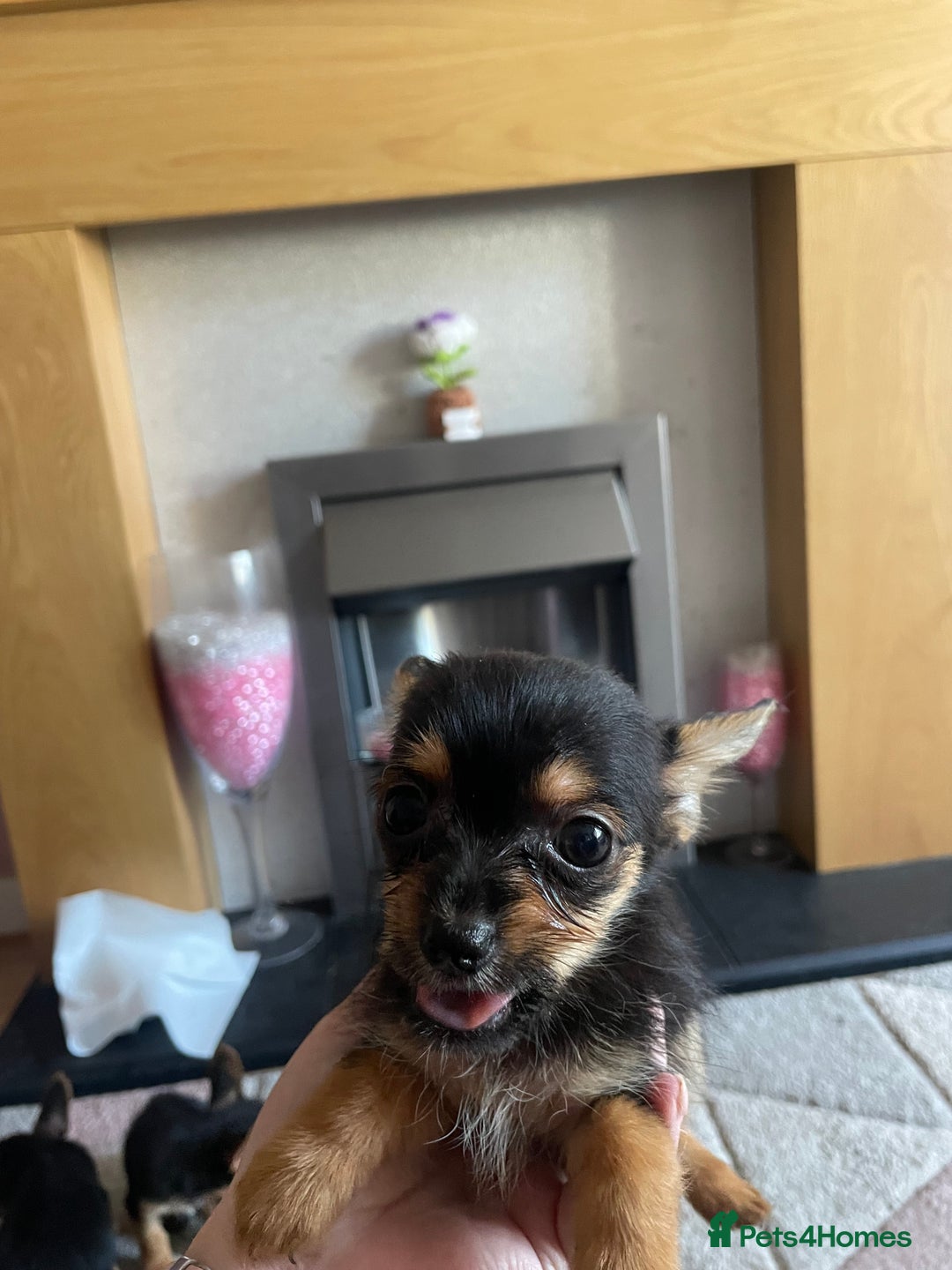 Chorkie dogs for sale: Chorkie Puppies For Sale - Image 7