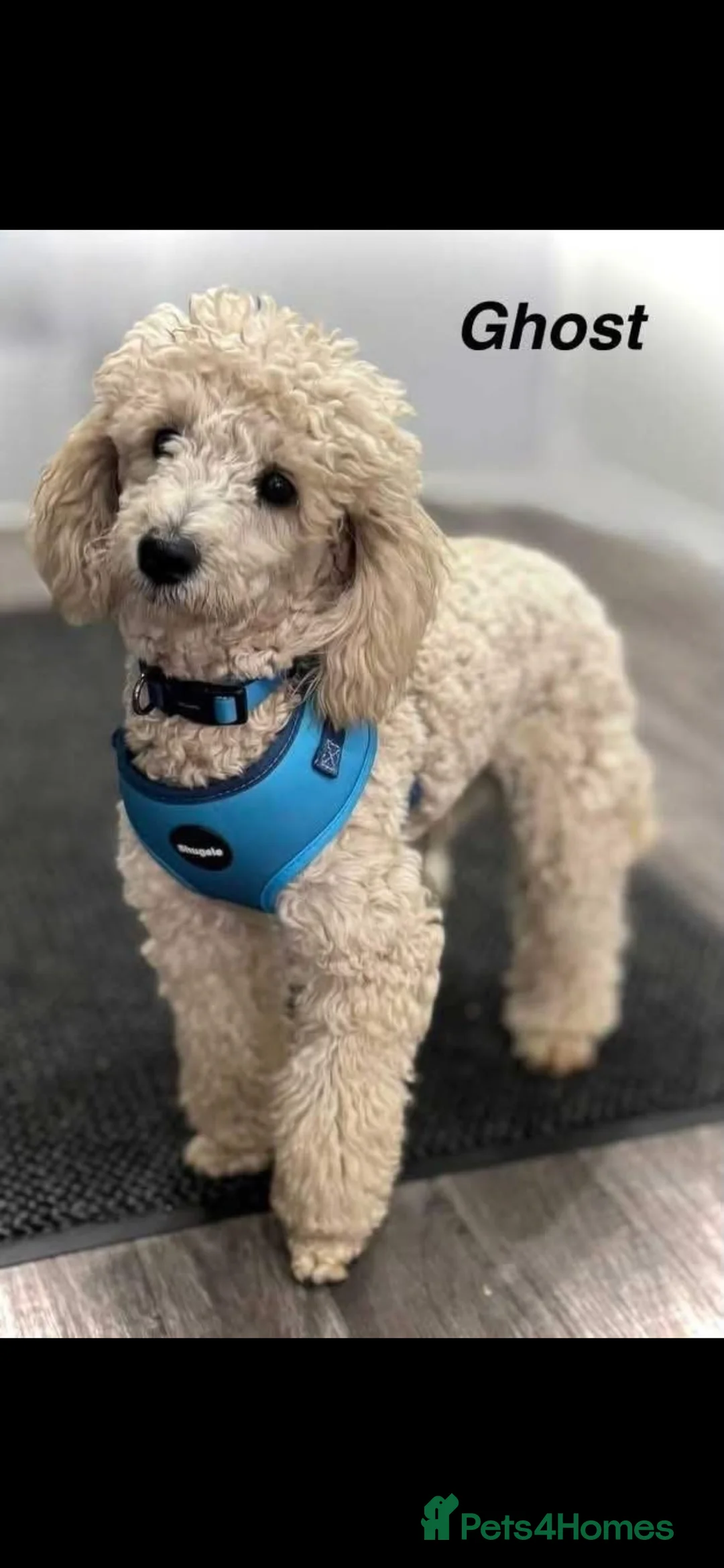 Cockapoo dogs for sale: F1B cockapoo puppies  - Advert 5