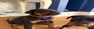Dobermann 6