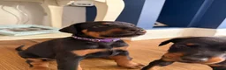 Dobermann dogs for sale: KC Registered big and strong Doberman puppies!! - Advert 18