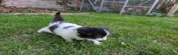 Mixed Breed cats for sale: Georgous Kittens Looking For A New Home - Advert 16
