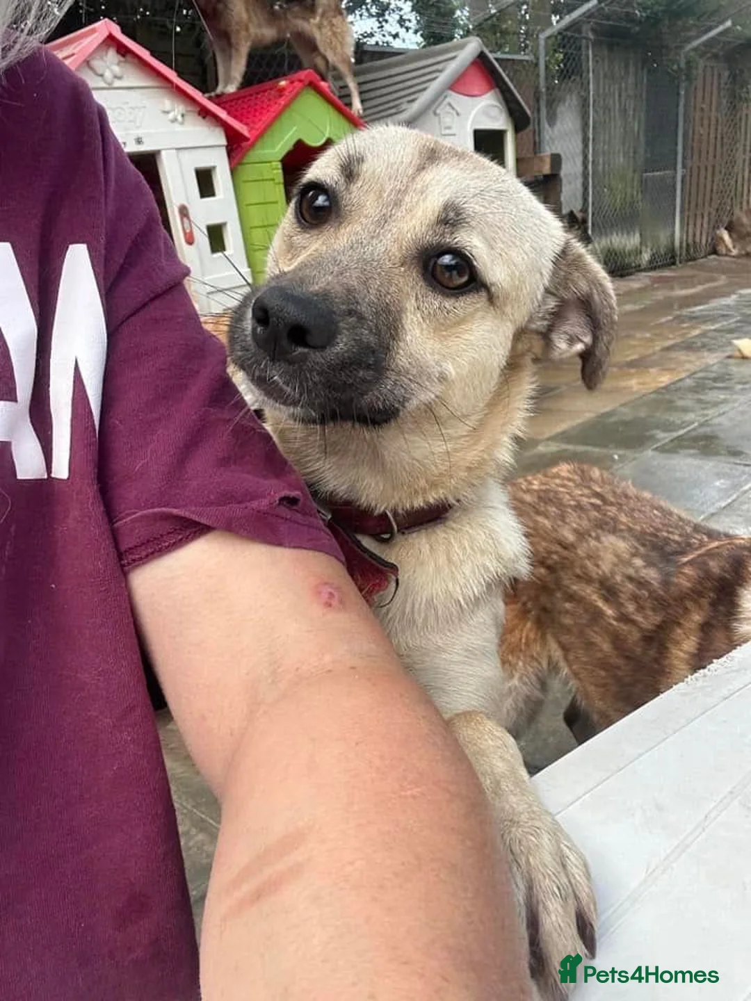 Mixed Breed dogs for adoption: Barbie - Norwich Norfolk  in Norwich - Advert 10