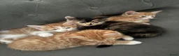 Domestic Shorthair cats for sale: Gorgeous kittens looking for their forever homes in Manchester - Advert 3