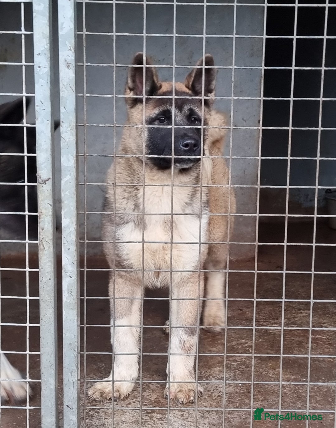 Akita dogs Kc Registered American Akita Puppies Ready - Advert 4