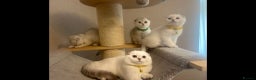Scottish Fold cats for sale: Beautiful TICA Registered Scottish Girl Kittens - Advert 15