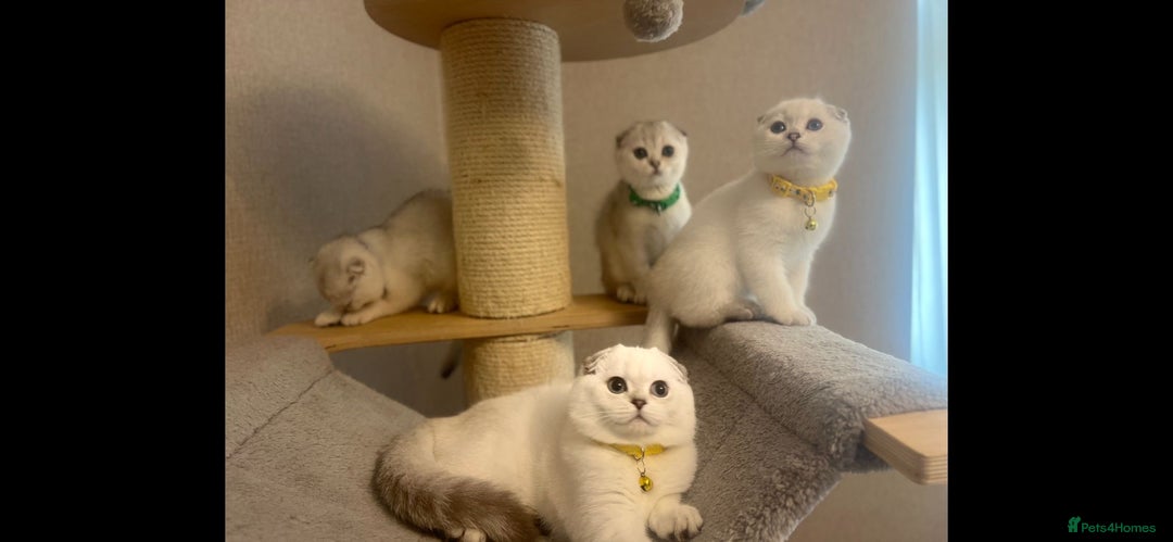 Scottish Fold cats for sale: Beautiful TICA Registered Scottish Girl Kittens - Advert 15