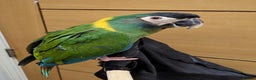 Macaws birds for sale: Golden collard Macaw Yellow collard Macaw  - Advert 24