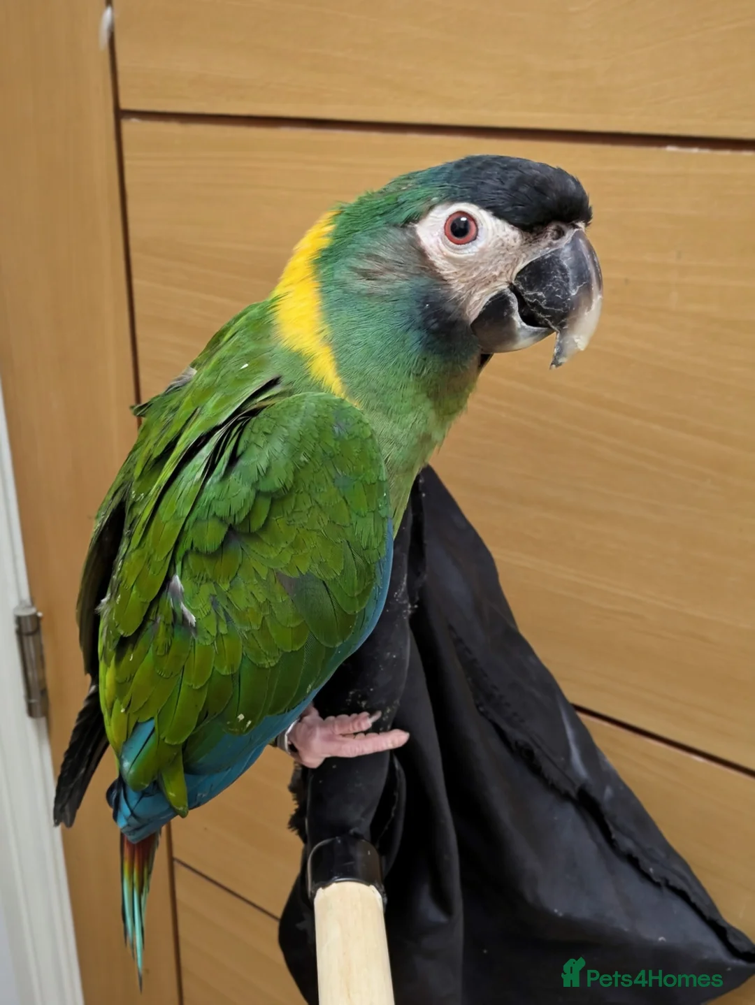 Macaws birds for sale: Golden collard Macaw Yellow collard Macaw  - Advert 24