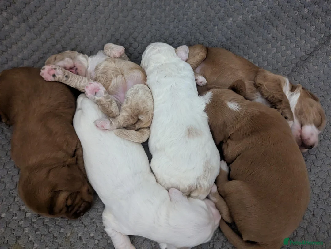 Cockapoo dogs for sale: 1 F2 cockapoo male left (Patches) in Dunmow - Advert 1