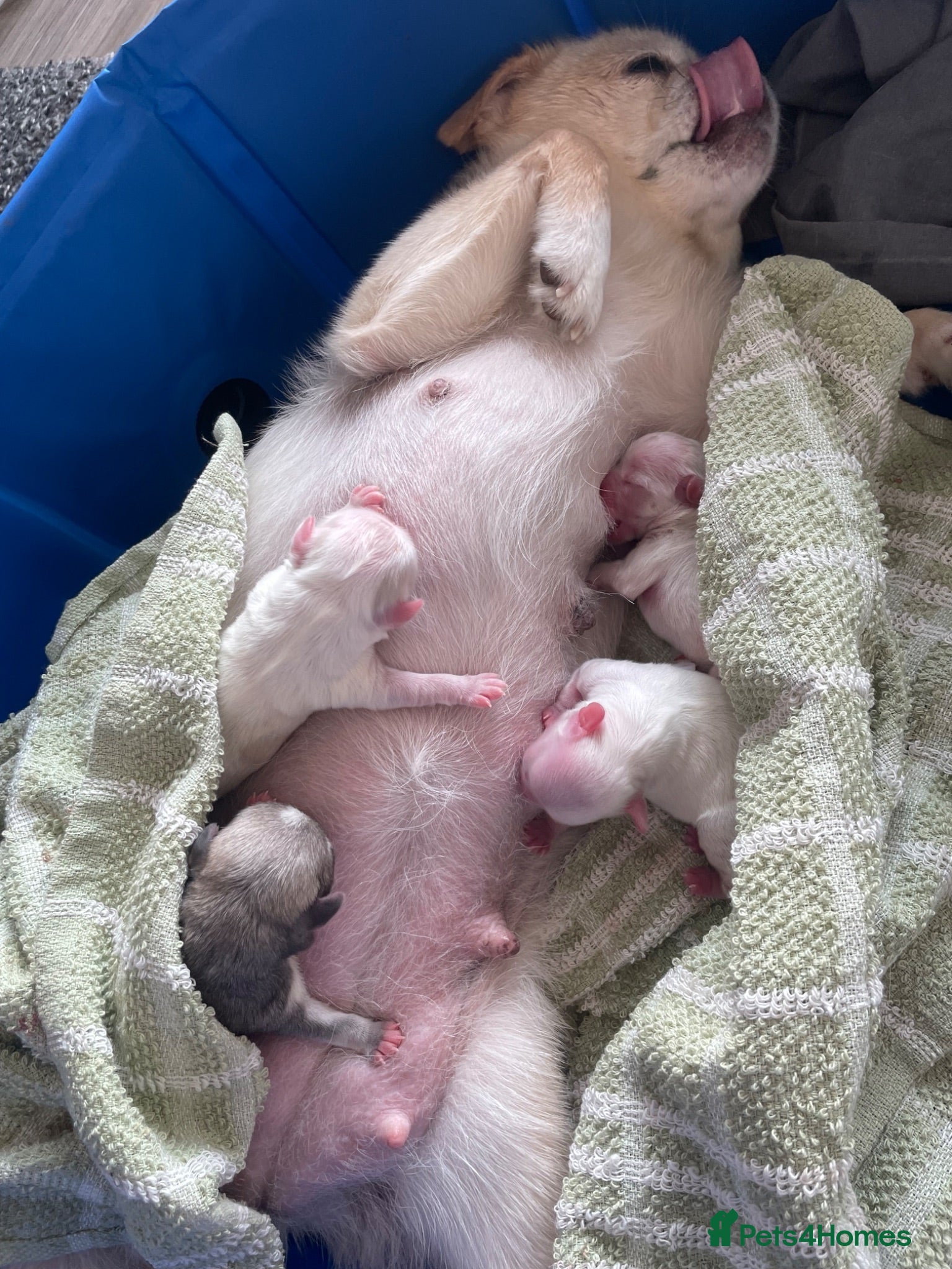 Mixed Breed dogs Rare Beautiful Maltese Cross Puppies - Advert 2