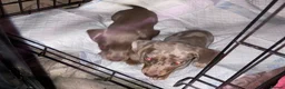Miniature Dachshund dogs for sale: CHAMP🏆 MINI DACHSHUNDS 🇩🇪 Wir lieben Dachshunde - Advert 8