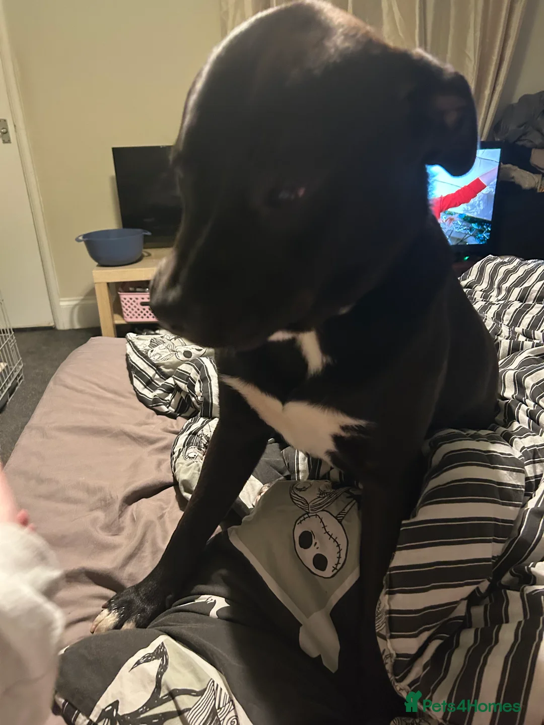 Mixed Breed dogs for sale: 2 beautiful boys for rehoming in Ilkeston - Advert 2