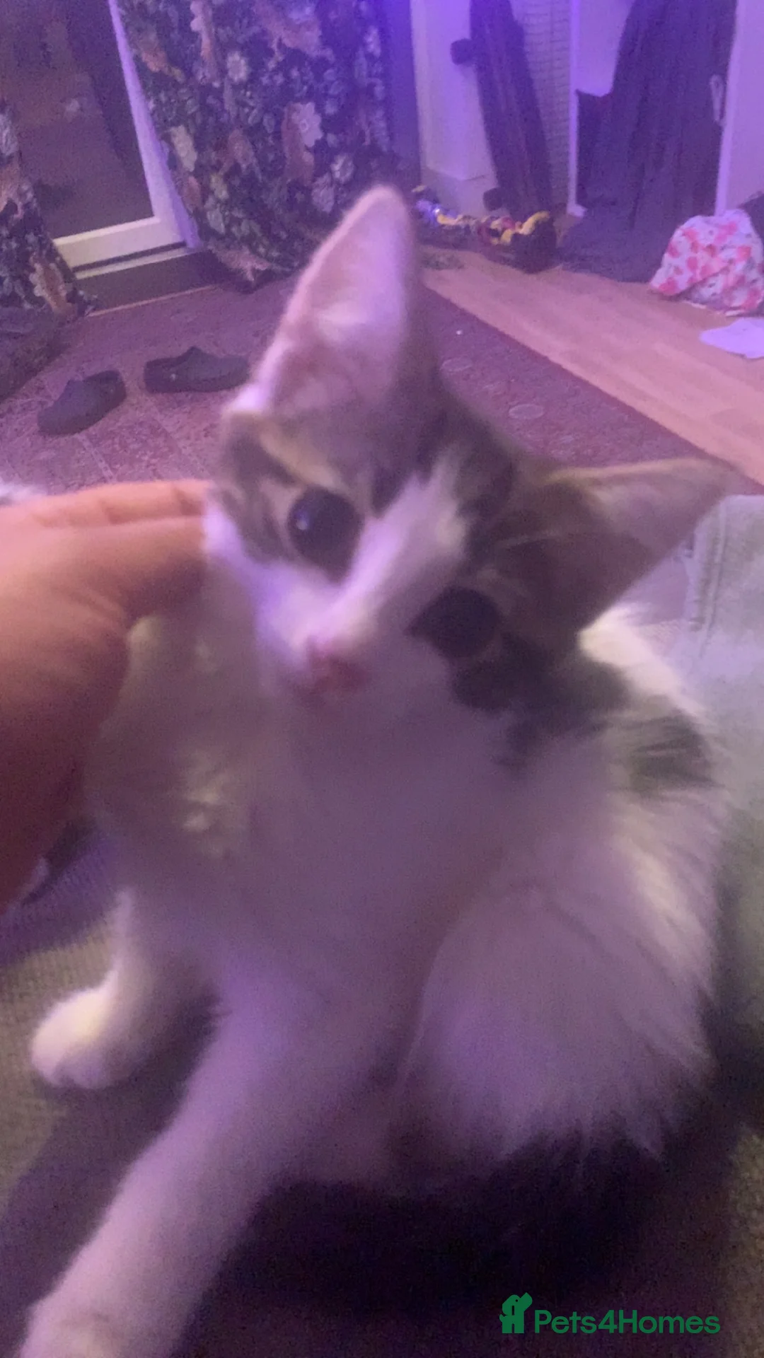 Mixed Breed cats for sale: 5 beautiful kittens ready now  - Advert 1