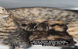British Shorthair cats for sale: 4 Litter Trained Kittens for sale!  - Image 1